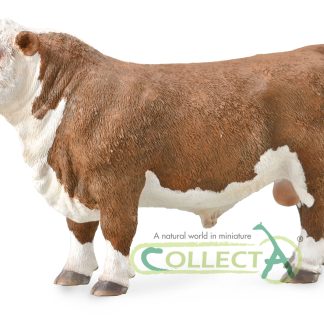 88861---Hereford-Bull-(Polled).jpg